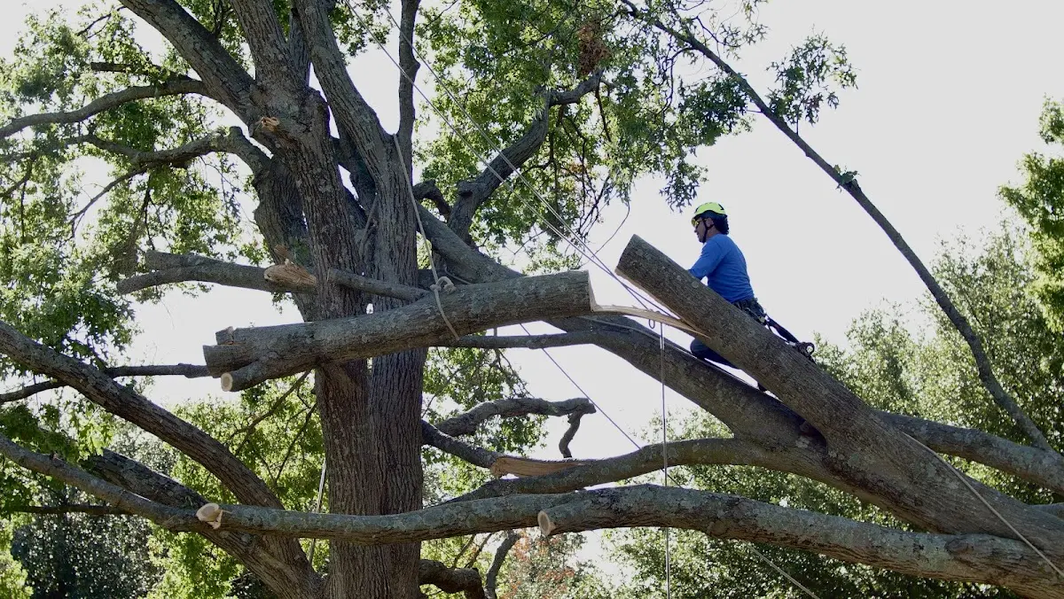 Professional Hazardous Tree Removal performed by certified arborists in Zavalla
